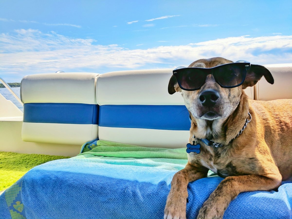 Dog sitting outside with sunglasses shot with a smartphone as an example of pet photography with an app