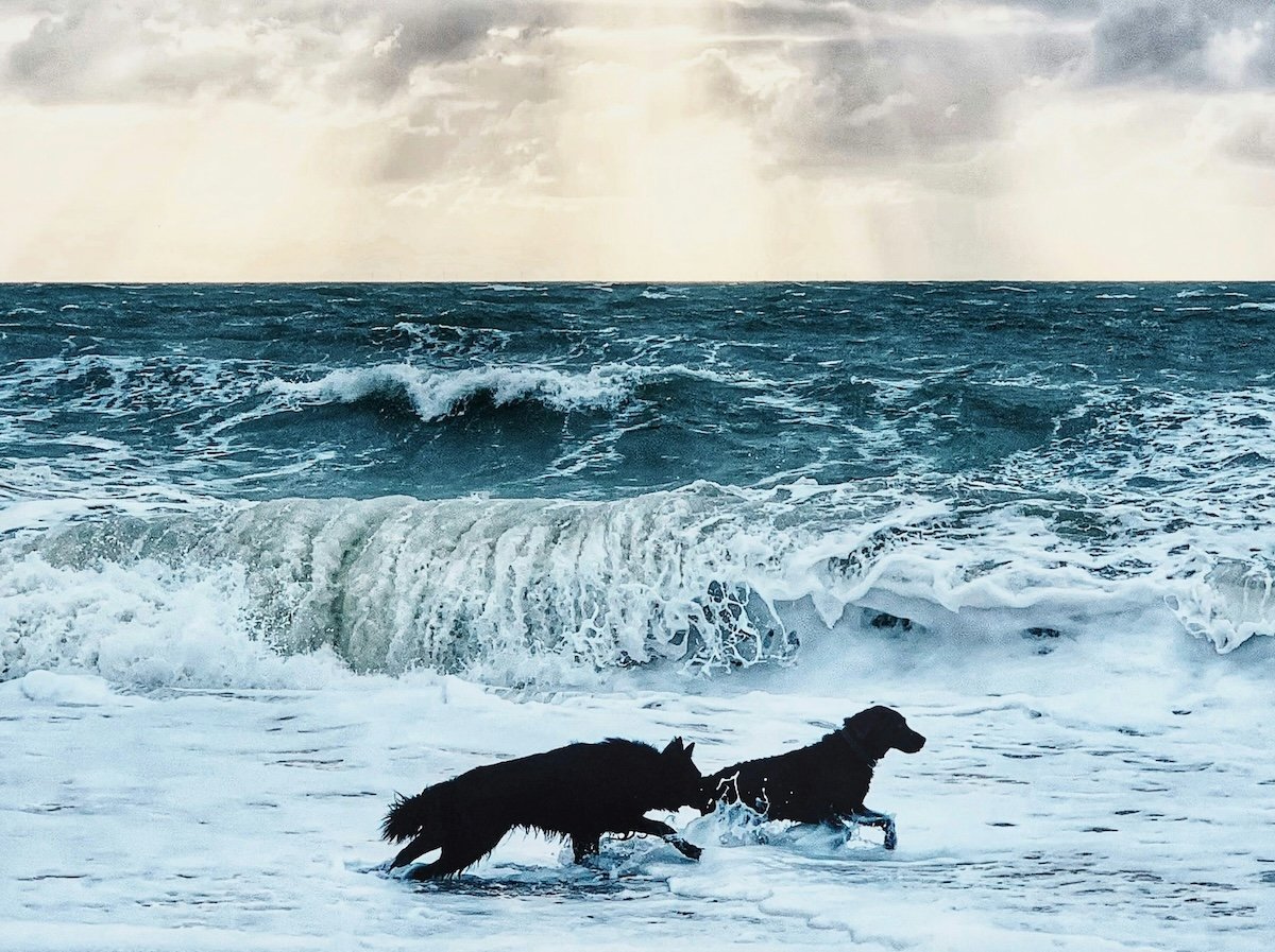 Two dots running in the ocean shot with a pet photo app