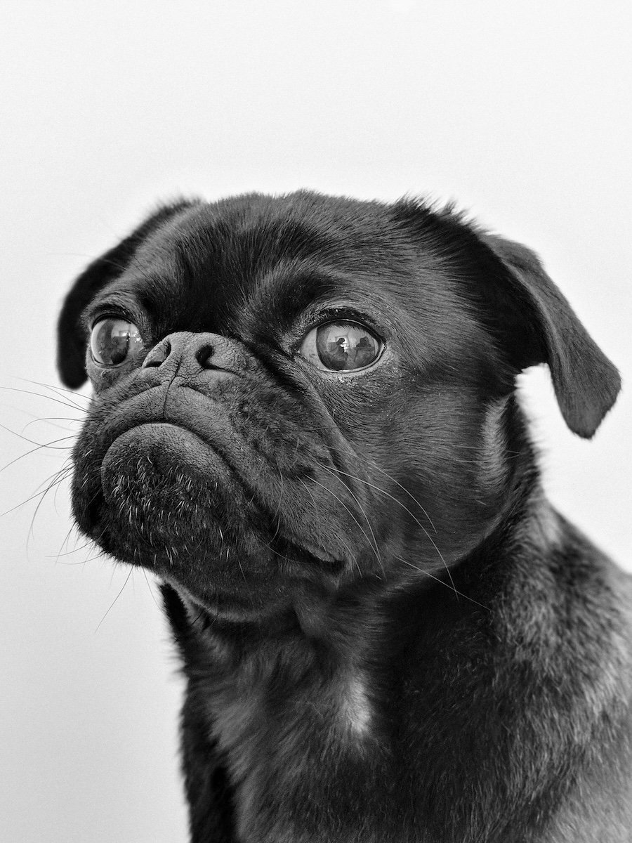 Close-up of a pug with a white background shot with a pet photo app