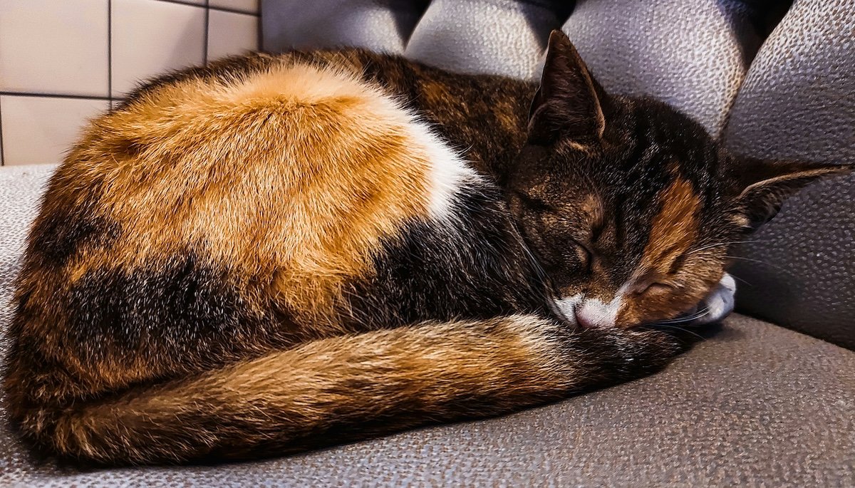 A sleeping cat taken with a pet photo app