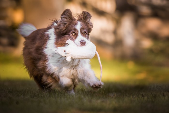 A pet dog running with a toy rat in his mouth