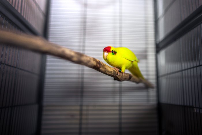 Un pájaro mascota amarillo en una jaula.