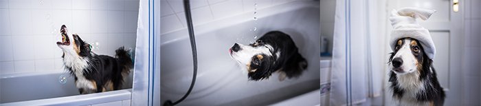 A triptych of a collie dog having a bath