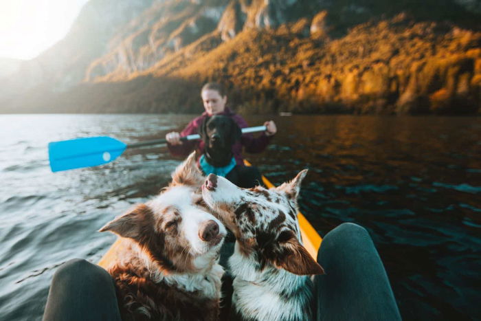 Two dogs in a kayak