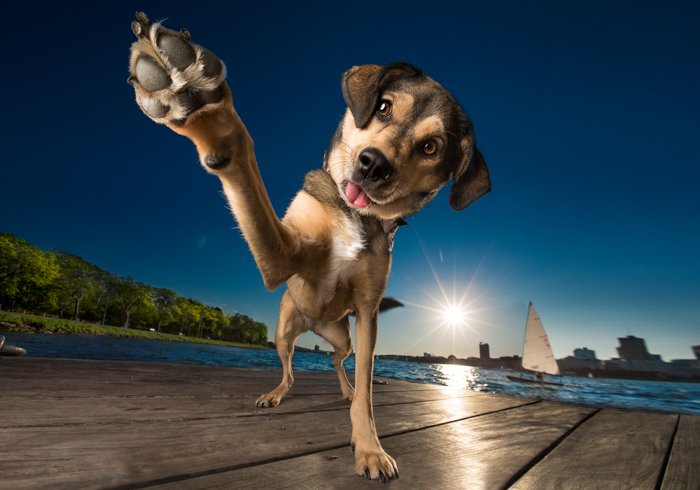 A cute dog with his paw to the camera