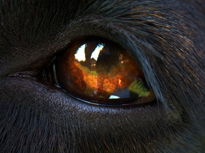 Close up of a horses eye