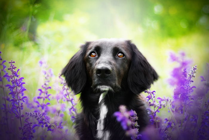 Cute pet photography of a black dog among purple flowers