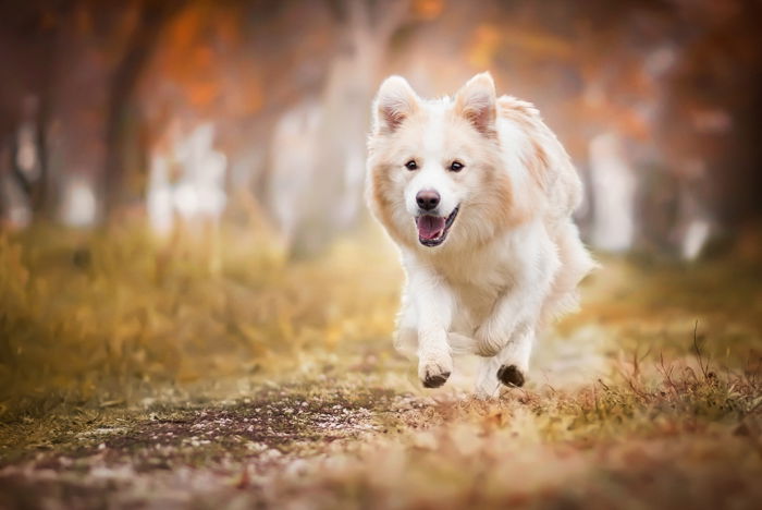 how do you photograph dog portraits