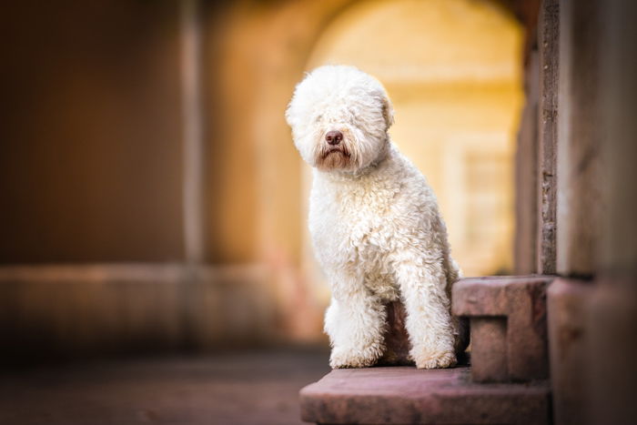 Cute pet photography of a white dog indoors