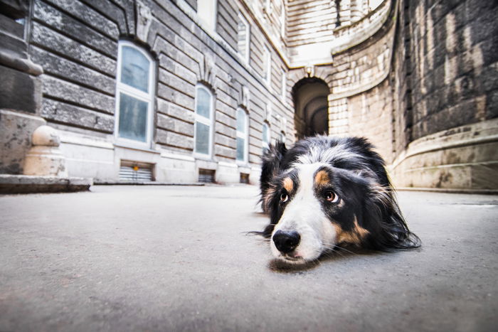 Cute pet photography of a dog outdoors