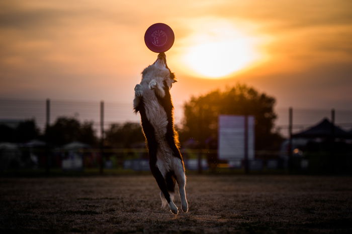 Cute pet portrait of a dog catching a frisbee