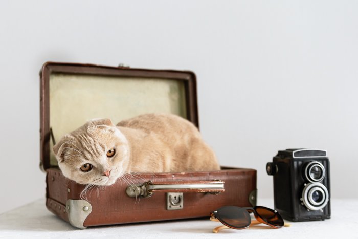 Cute pet portrait of a cat relaxing in a camera case