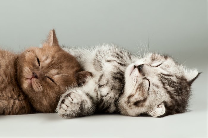 Cute pet portrait of two kittens relaxing