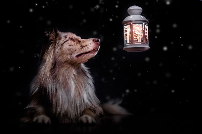 Cute pet photography of a dog outdoors by a lantern