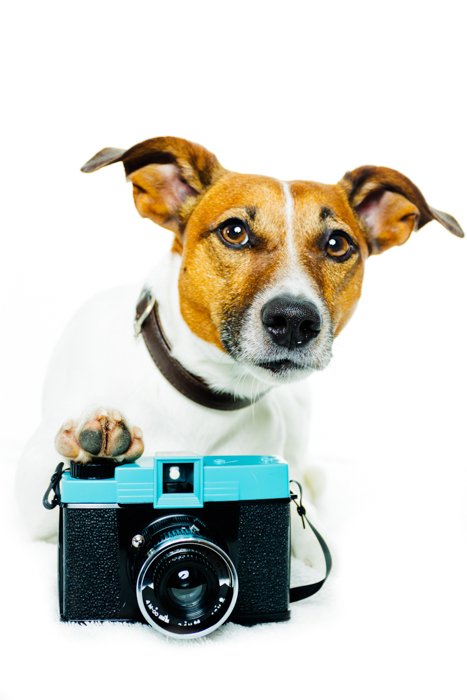 Cute pet portrait of a dog with a camera