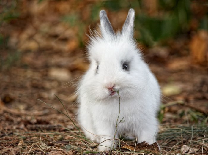 Cute pet photography of a fluffy white bunny