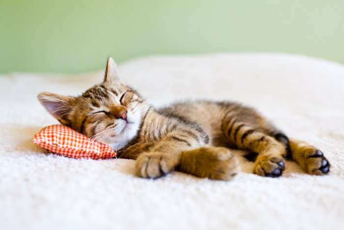 Cute pet portrait of a cat relaxing