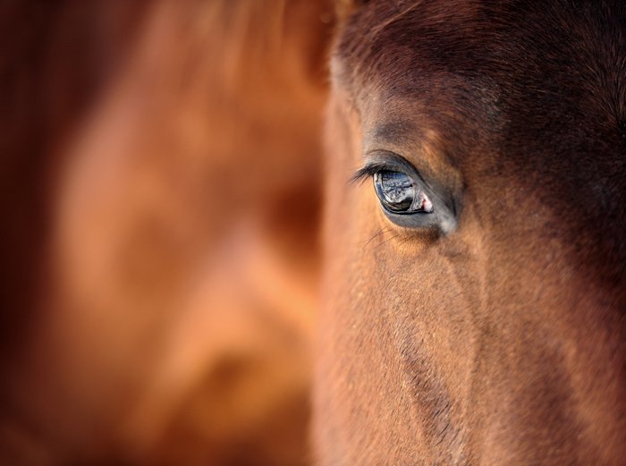Close up of a brown horses face