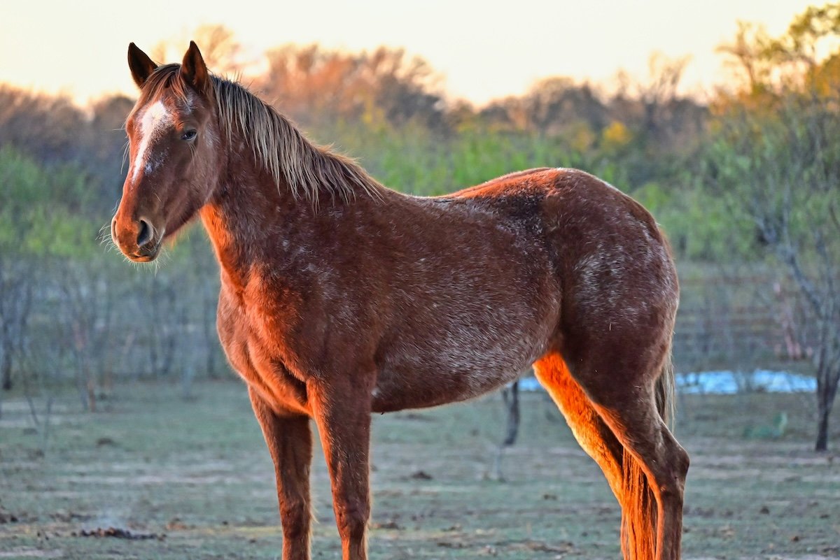 A brown horse standing in a field at sunset for pet photography