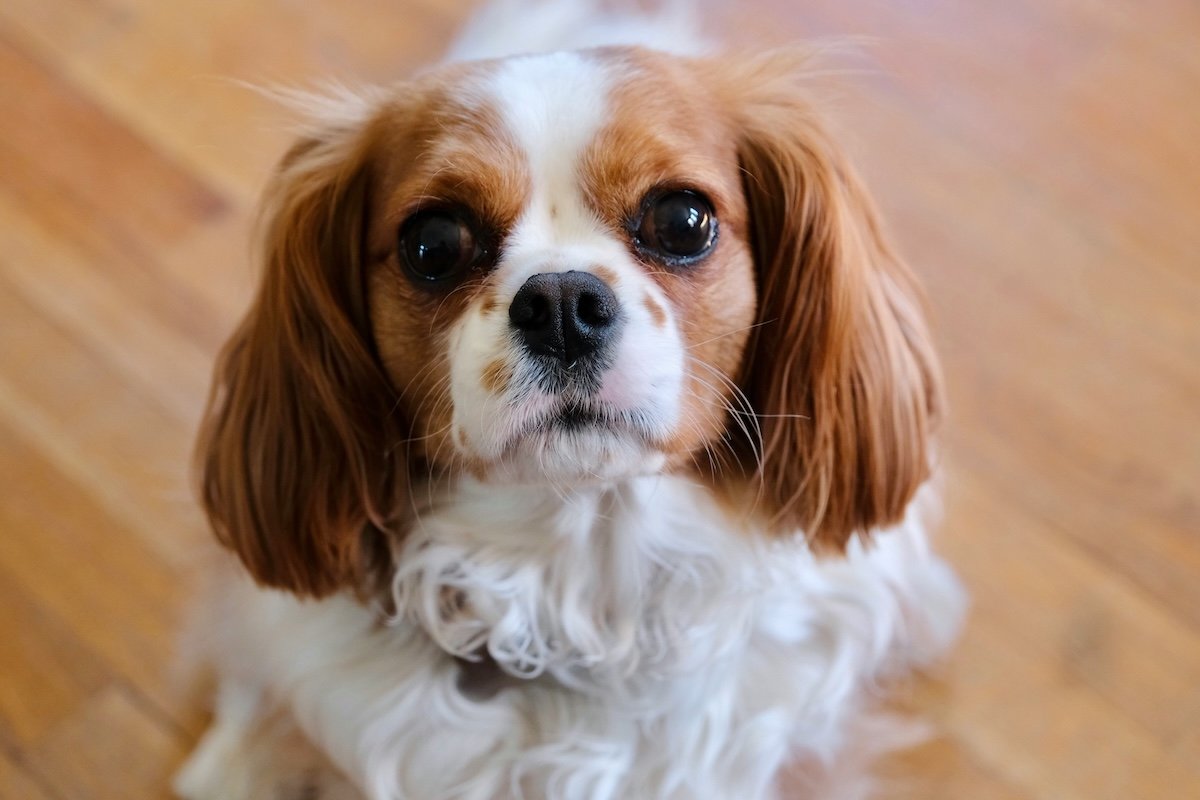 Close-up of brown and white dog from above for a pet photography portrait