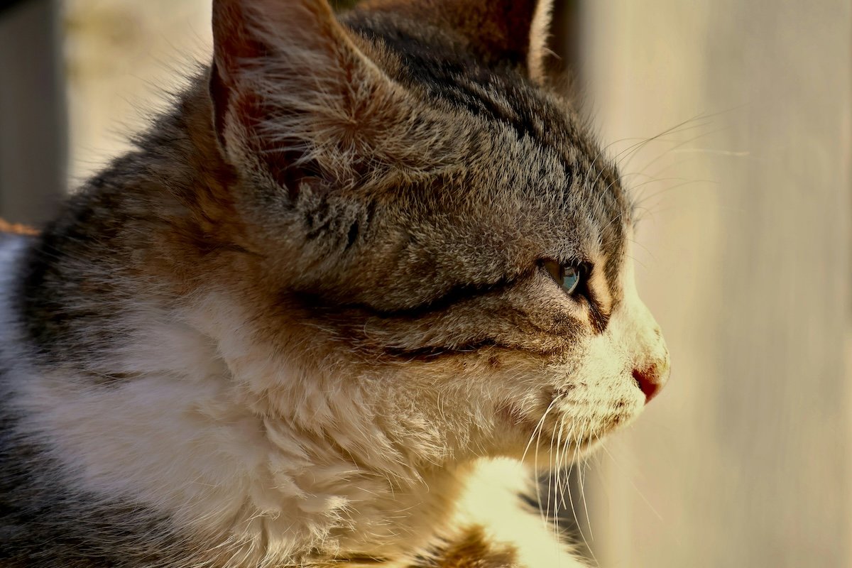 Close-up side profile of a cat for pet photography