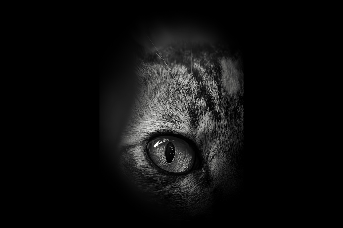 Cat eye close-up for pet photography
