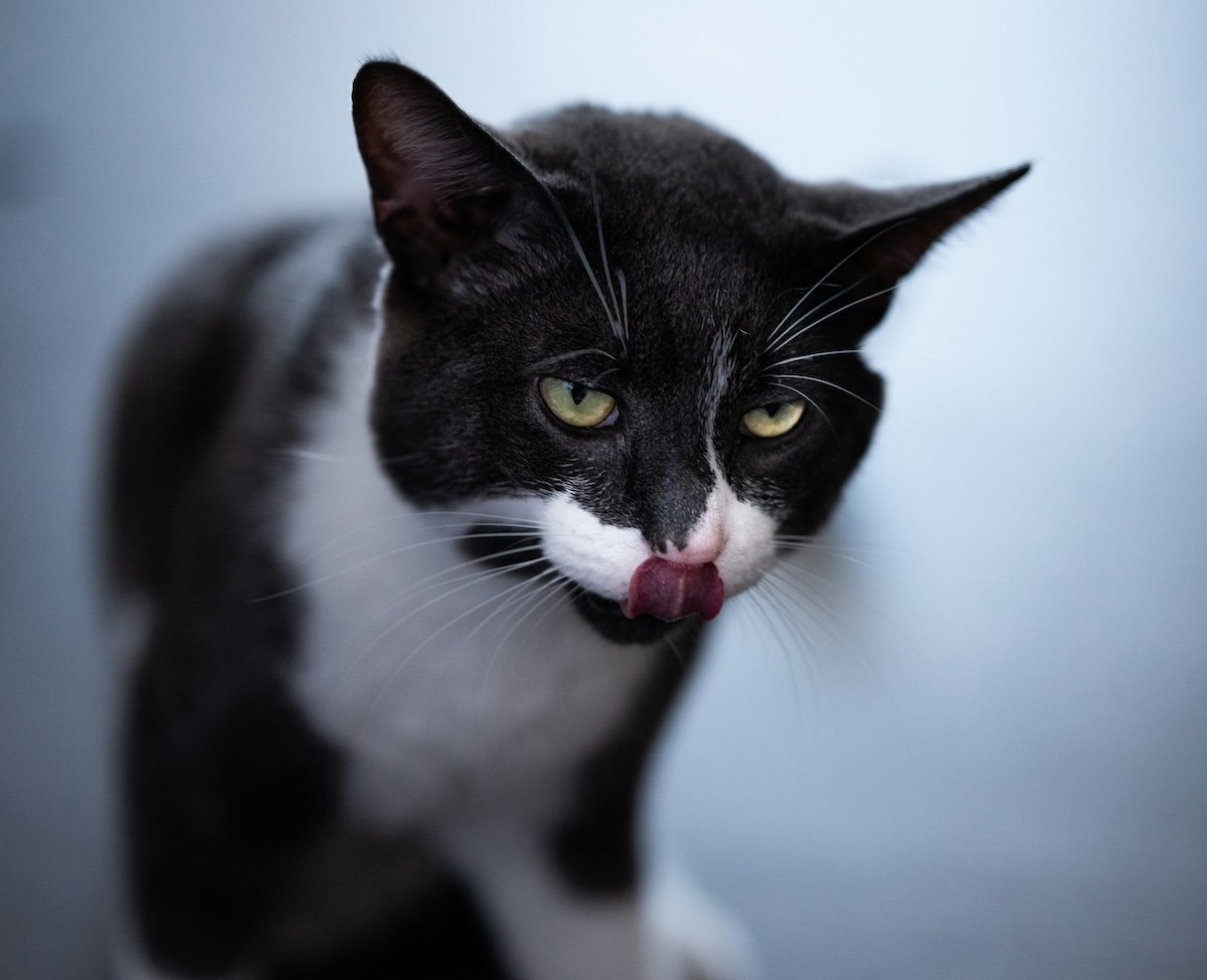 Black-and-white cat licking its lips for candid pet photography