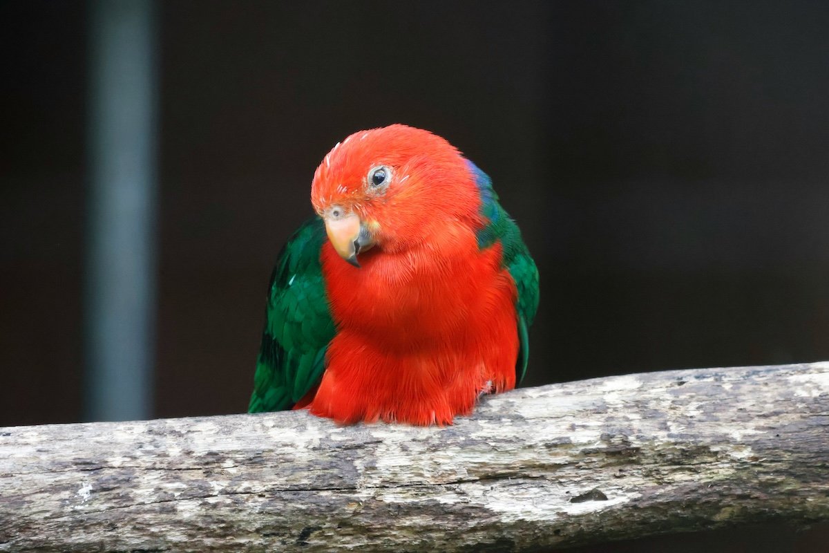 A colorful perched Australian king parrot for an example for pet photography