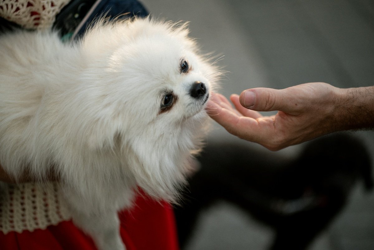 A dog being held for pet photography