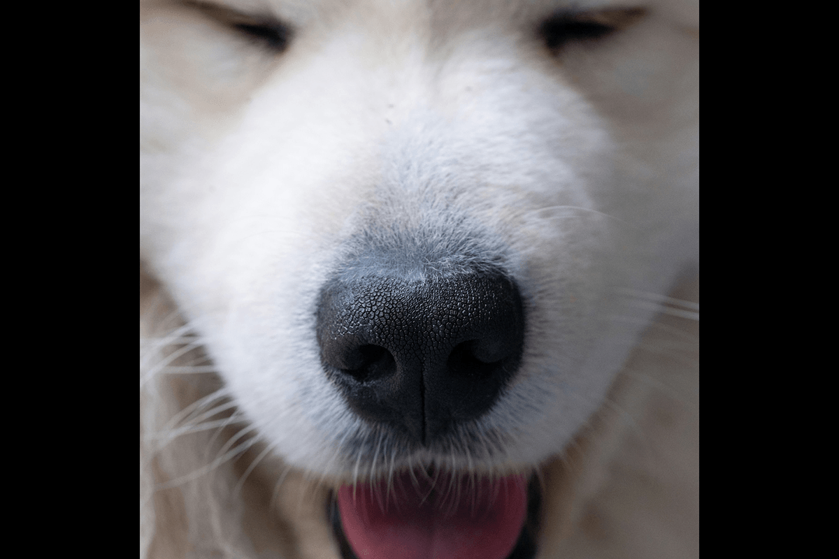 Close-up of a dog's nose for unique pet photography