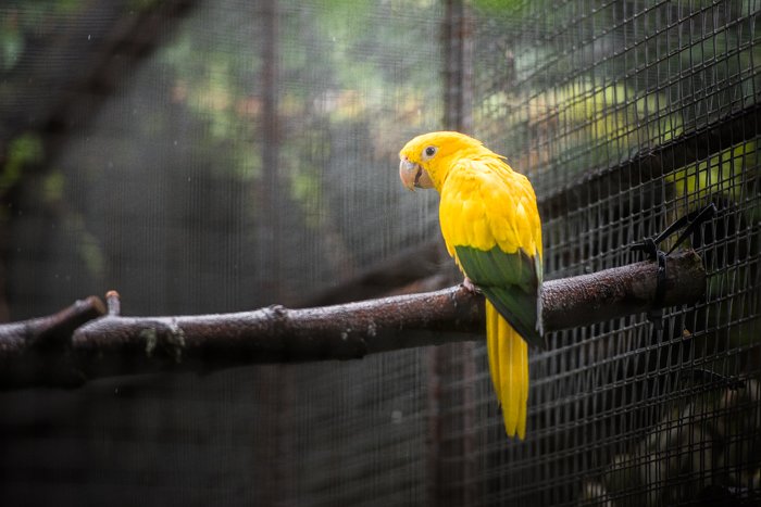 A yellow bird in a cage shot with the best lens for pet photography