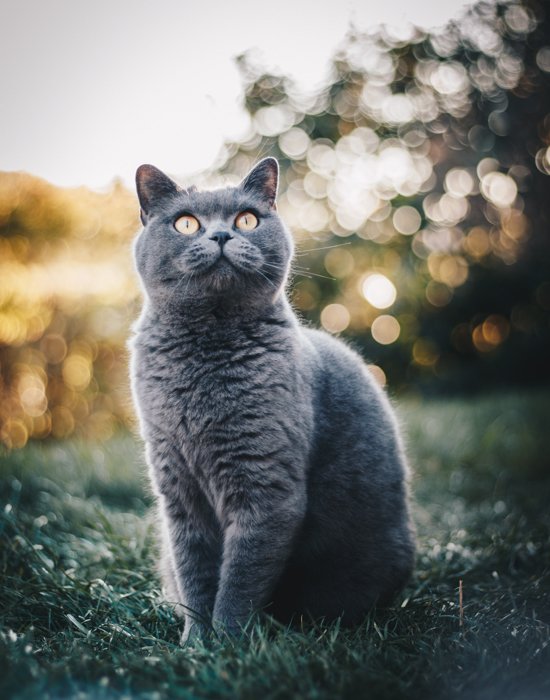 A fluffy grey cat outdoors shot with the best pet photography lens
