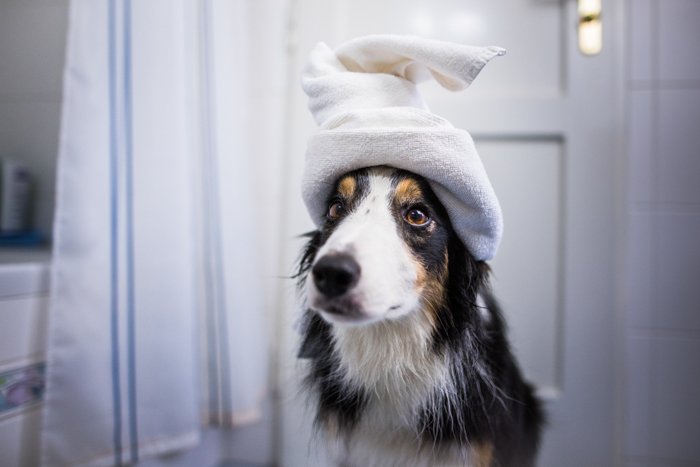 Cute photo of a dog with a towel on its head