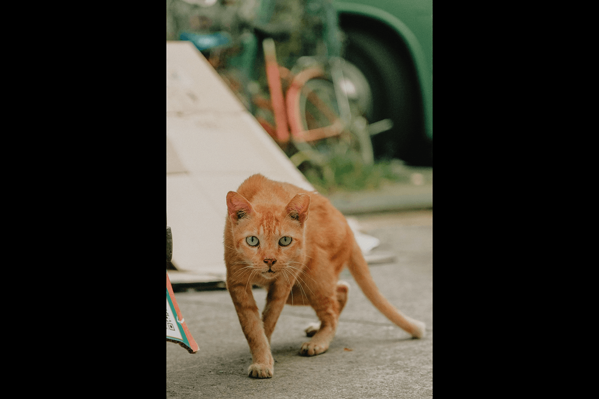 Orange cat prowling for difficult pet photography