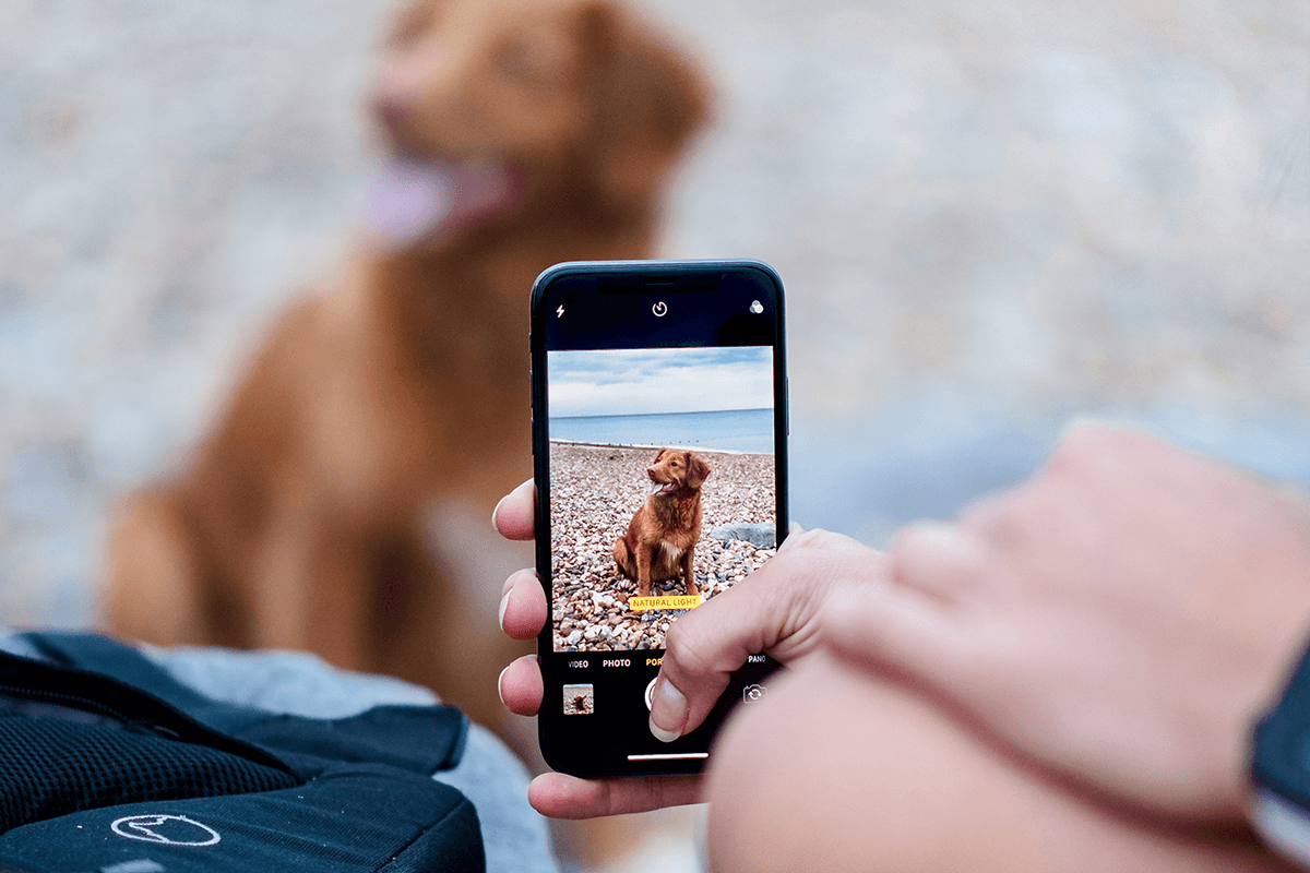 A person taking a picture of a dog with a smartphone camera for pet photography