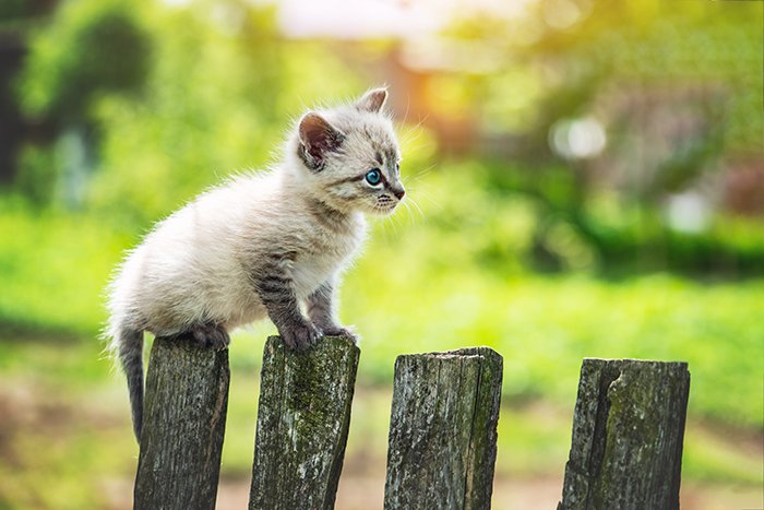 Picture of a small kitten cat with blue eyes on a wooden fence