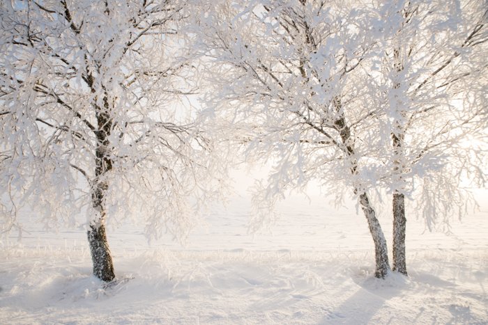 Beautiful snow covered trees in a winter landscape