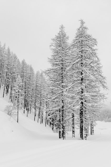 Snowy forest scene