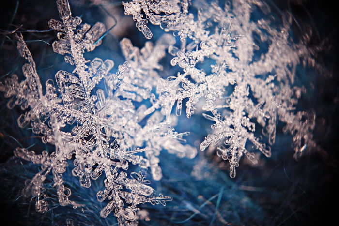 macro snowflake photography wallpaper