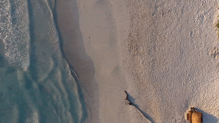 A cinemagraph of an aerial shot of a person running along a beach