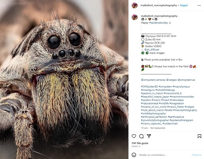 Screenshot from instagram of macro spider image