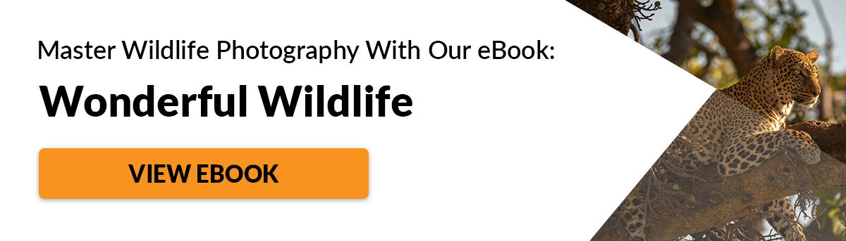 Wildlife Photography Ethics   Best Practice for Photographers - 1