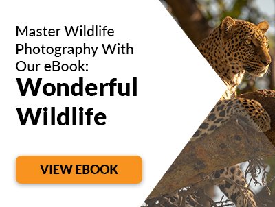 Wildlife Photography Tips (How to Shoot Great Photos of Animals)