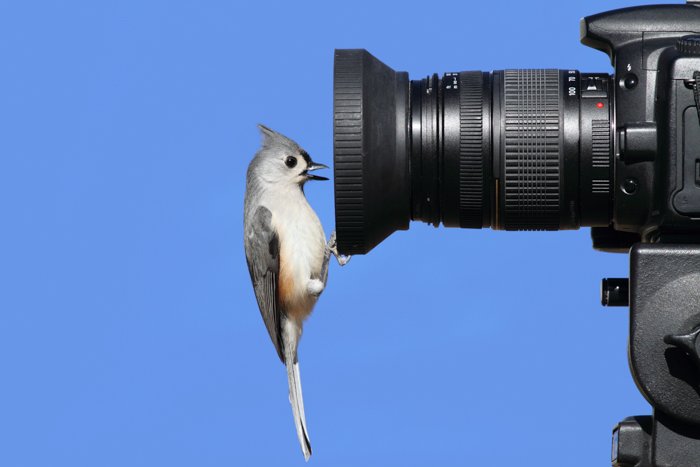 A bird perched on the lens of a DSLR wildlife camera