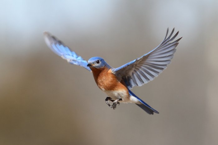 A bird in flight
