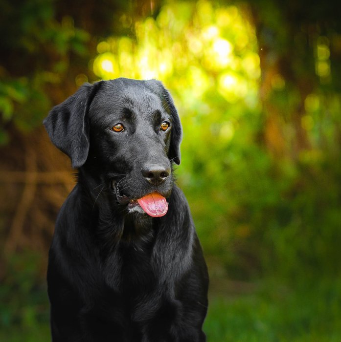 A photo of a black dog outdoors