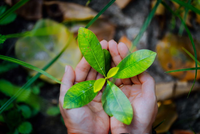 A picture of a natural environment of leaves in a women's palm.