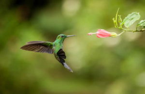 What is a Fast Shutter Speed? (How and When to Use It)