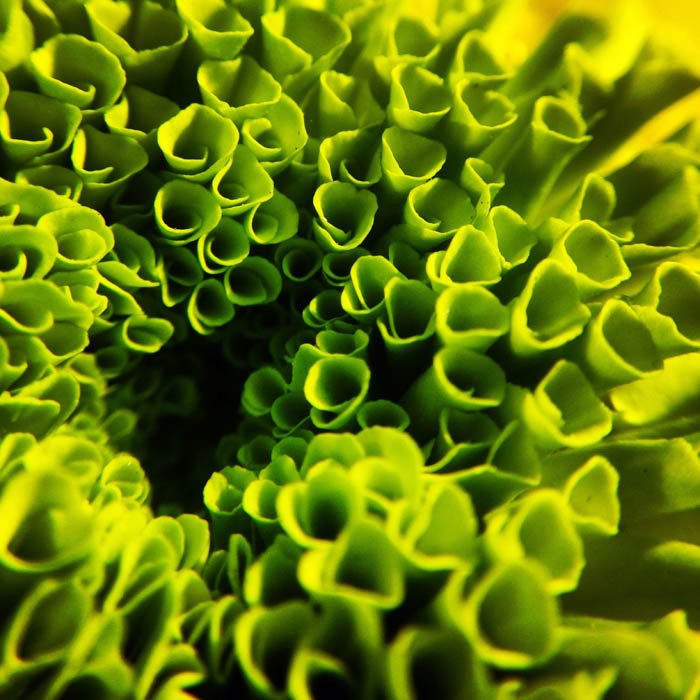 A closeup macro image of flowers