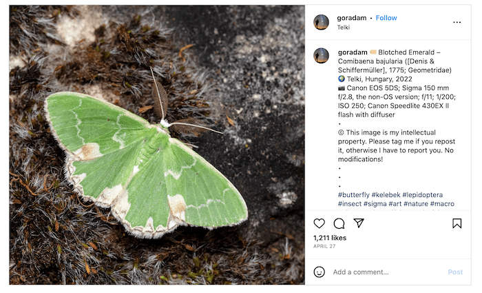 Screenshot of Adam Gor's Instagram feed with a butterfly